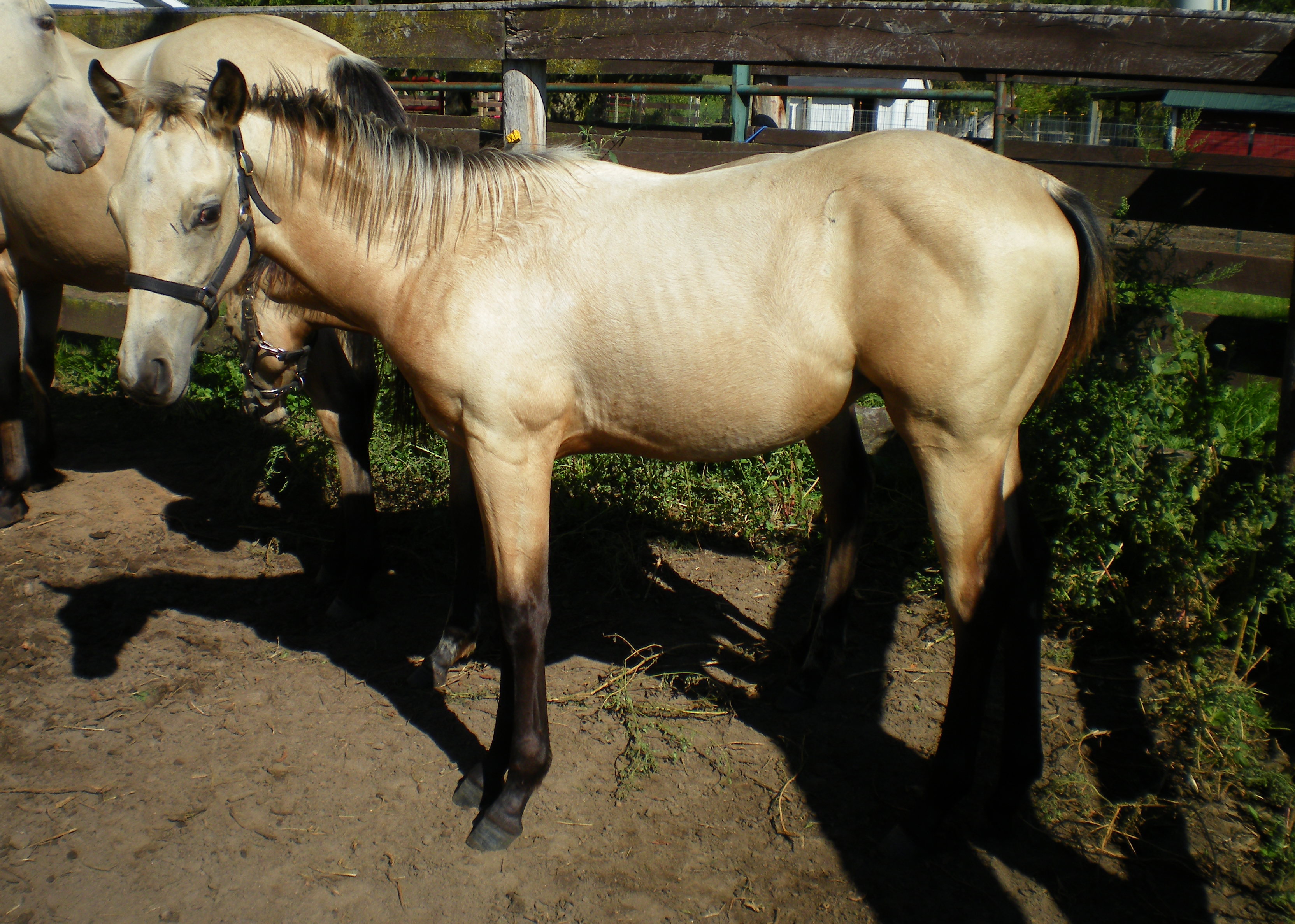 paigecolt.jpg
